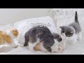 【さばちゃん16】朝早くベッドを占領されてしまいます