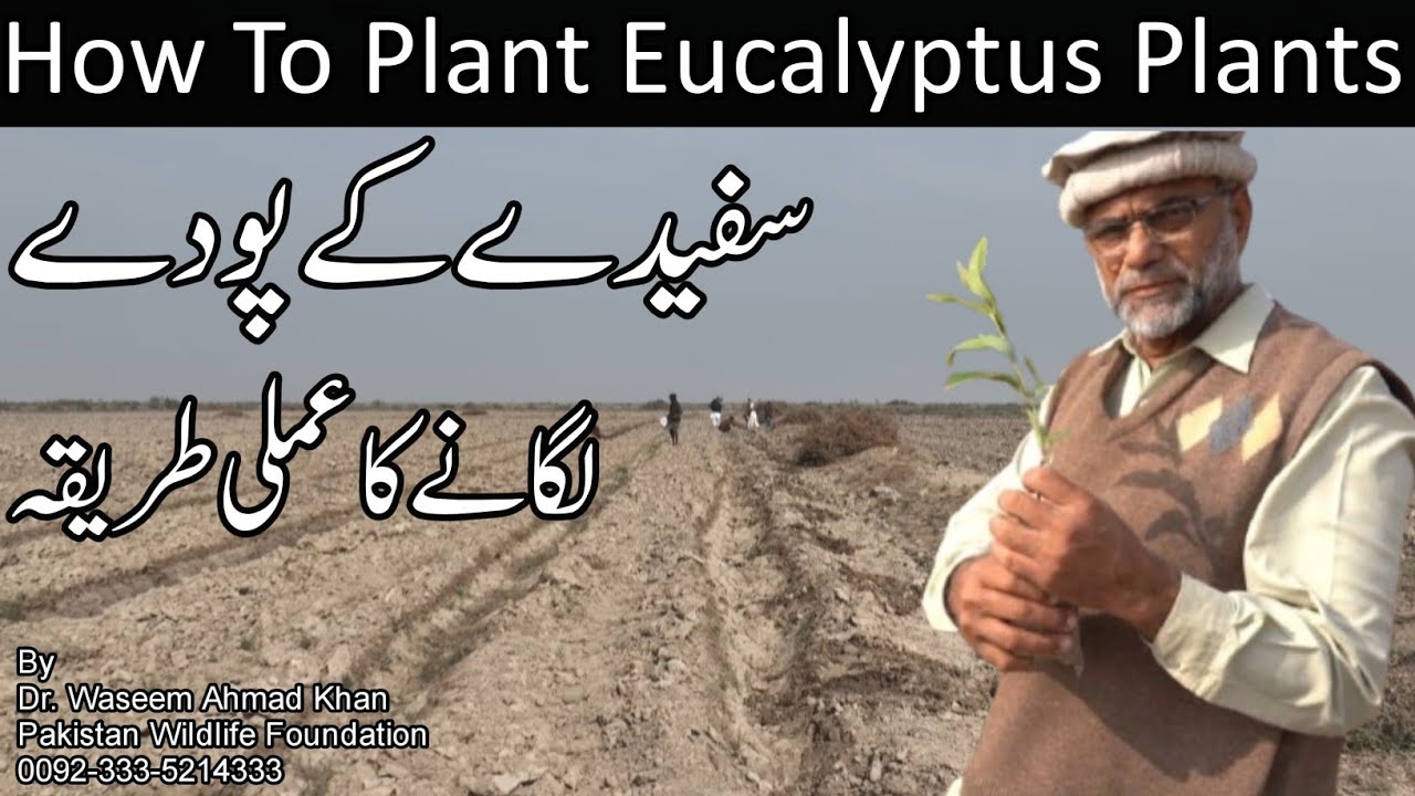 How To Plant Eucalyptus Plants | Pakistan Forest Recovery Program | Sfaiday K Poday Kaisay Lgaen ?