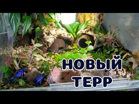 Новый террариум для азуреусов