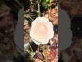 Pink Mondial Rose