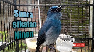 SUARA BURUNG SITRUN GACOR