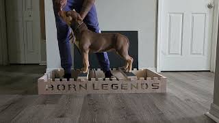 How to: Stack Train Your Puppy