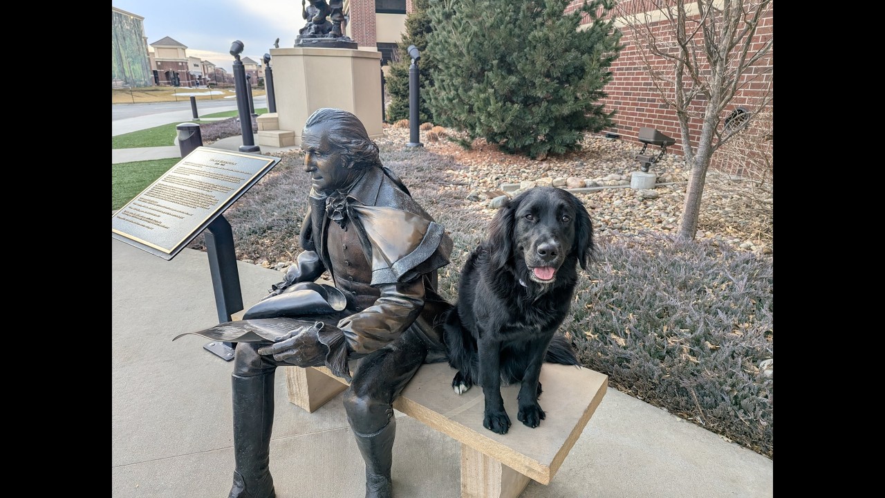 Aggie - 9 Month Old Bernese/Golden Retriever Mix - Dog Training Omaha NE, Off Leash Dog Training
