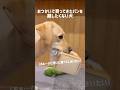 おつかいで買ってきたパンを離したくない犬★#shorts #labradorretriever #ラブラドールレトリバー #可愛い #癒し #大型犬 #パン #bread #ぼんちゃん