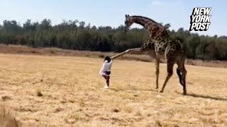WATCH: Woman gets a little too close to giraffe in South Africa