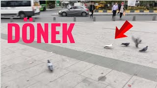 Yabani Güvercinler Arasında Kaçak Avı ( Siyah Beyaz Dönek )