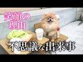 飼い主も驚愕する出来事がありました！賢すぎるポメラニアン！？