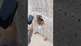 Christmas photoshoot tutorial. Treats used: OnlyPaws freeze dried rabbit cloud bites
