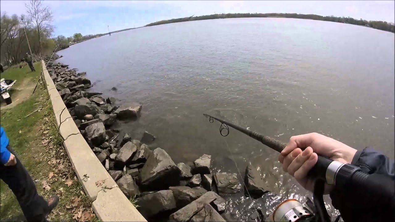 Striped bass fishing during the spring run in Delaware River, Philadelphia  