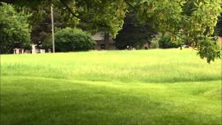 Exclusive Video of a Black Bear in Rockford