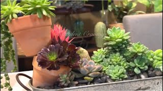 Unique Succulent Arrangement by SUCCULENT CRAVINGS by Vic Villacorta 2,666 views 3 weeks ago 11 minutes, 52 seconds