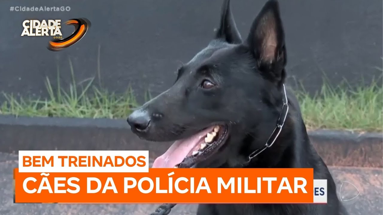 Cães da Polícia Militar desempenham papel crucial na segurança pública de Goiânia