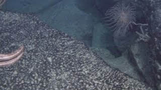 Continent discovered Scientists find possible land mass in Atlantic Ocean