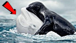 الحوت الأبيض بيلوجا: معلومات وحقائق مدهشة عن أصغر أنواع الحيتان في العالم !!