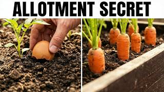 30 Forgotten British Allotment Tricks From the Dig for Victory Years