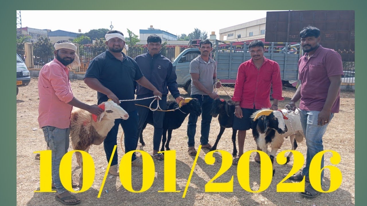 Shikaripura sheep and goat market update 10/01/2026 every saturday morning. 