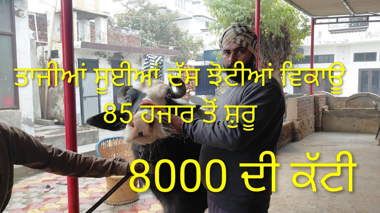 9779283441 ਦੱਸ ਝੂਟੀਆਂ ਤਾਜ਼ੀਆਂ ਸੂਈਆਂ ਵਿਕਾਊ 85 ਹਜਾਰ ਤੋਂ ਸ਼ੁਰੂ