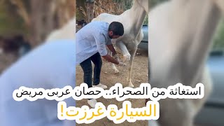 استغاثة من الصحراء.. حصان عربى مريض.. السيارة غرزت