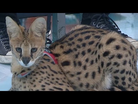 Video: Cara Merawat Kucing Savannah