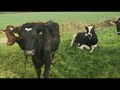 C180222K - Friesian Crossbred Fresh Calved Heifers