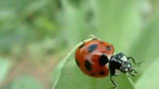 Download Lagu 读书郎 - The Learning Song - Du Su Lang MP3