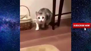 Daily Stupid Meme Dank Rape Cat