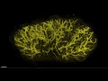 Visualizing tissues and immune cells in 3D