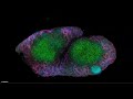 Visualizing tissues and immune cells in 3D