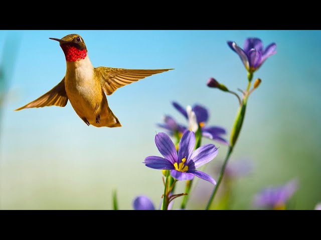 Beautiful Relaxing Music, Beautiful Nature Scenery in 4k Ultra HD, The Sounds of Spring Tim Janis class=