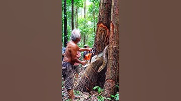 Snake Jumps Out as Tree Falls! #woodworking#chainsaw#treecutting