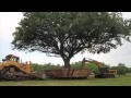 100 Year Old Compton Oak Move Successful in League City