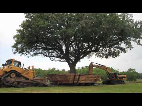 100 Year Old Compton Oak Move Successful in League City - YouTube