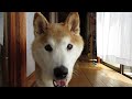 全速力で来てくれる柴犬(15歳)