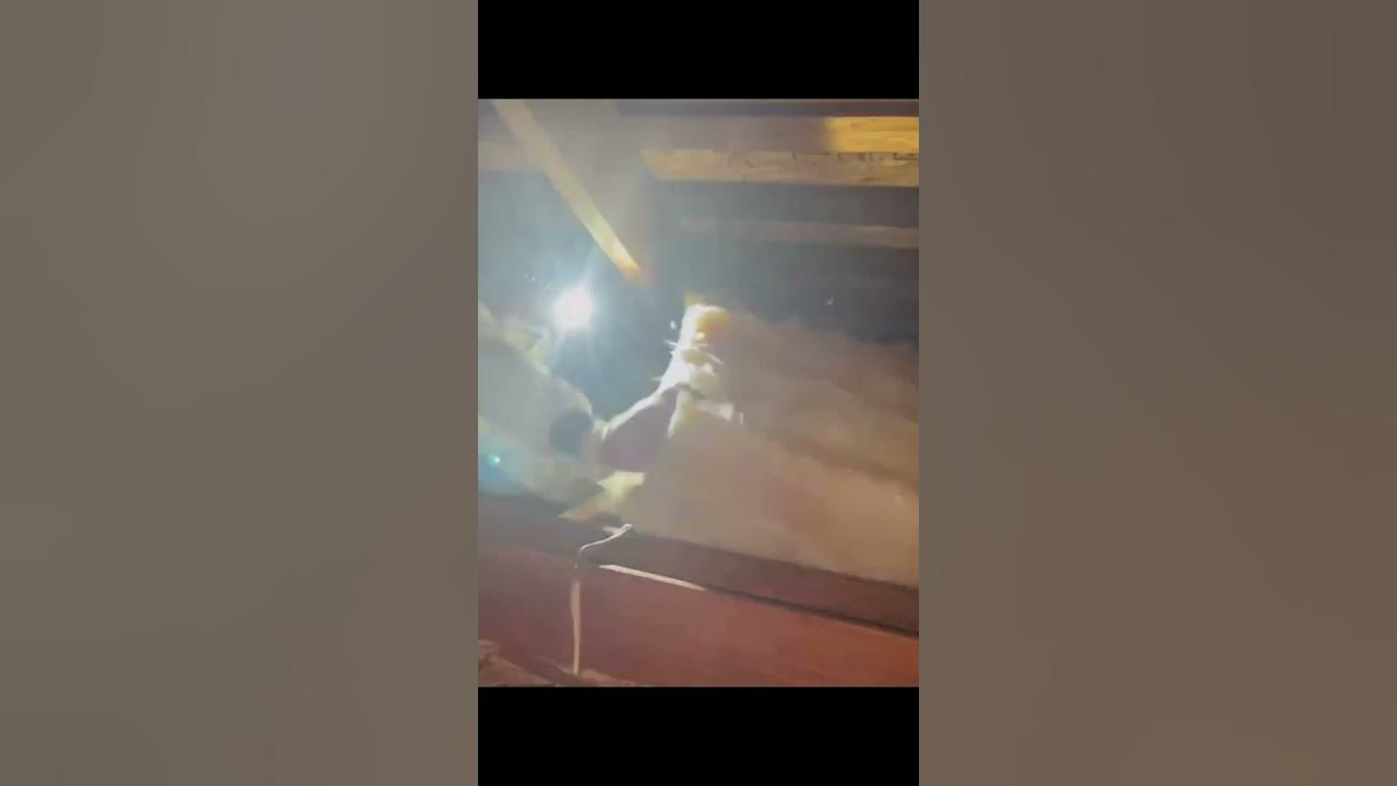 Attic Cleaning and New R 38 Batting Insulation Installation in Vallejo