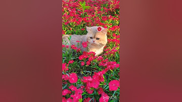 سورة غافر كاملة  بدون مؤثرات 