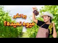 چرا درخت انگور رشد نمیکنه و میوه نمیده 