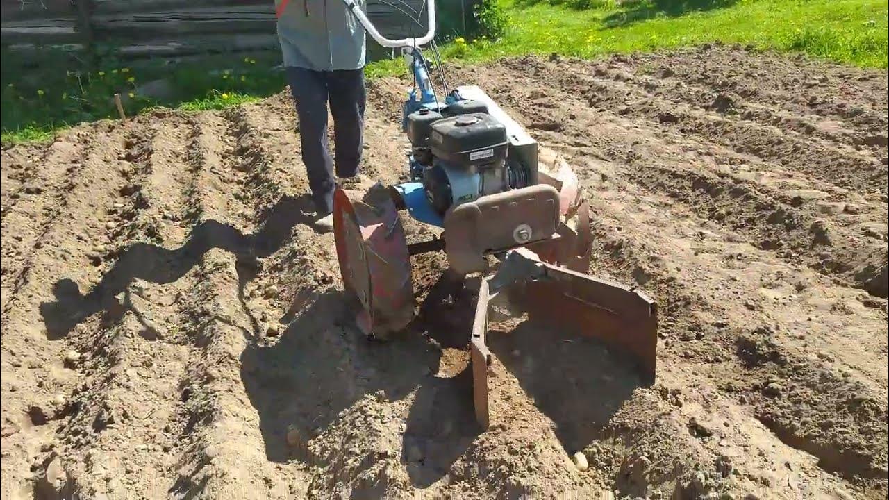 Лунки для картофеля. Картошка на грядке. Как сажать картошку под лопату в борозды. Сажать картошку в борозду. Метод миттлайдера технология посадки картофеля.