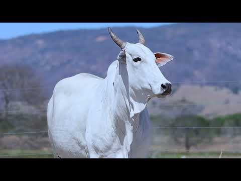AGBO 1594 - Lote 29
