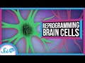 How to Reprogram a Brain Cell