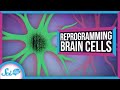 Understanding Glia Cell Transformation and Parkinson's Disease
