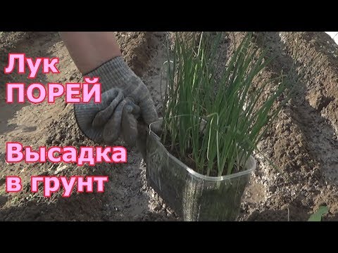 Лук порей. Высадка в грунт.