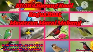 Masteran Burung kecil Nembak,Ngerol Cocok buat masteran murai batu MABUNG PERTAMA.@blogwongkuli