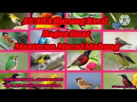 Masteran burung kecil full Tembakan kasar tajam super jernih‼️