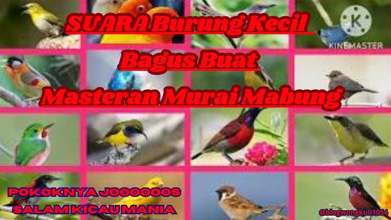 Masteran Burung kecil Nembak,Ngerol Cocok buat masteran murai batu MABUNG PERTAMA.@blogwongkuli
