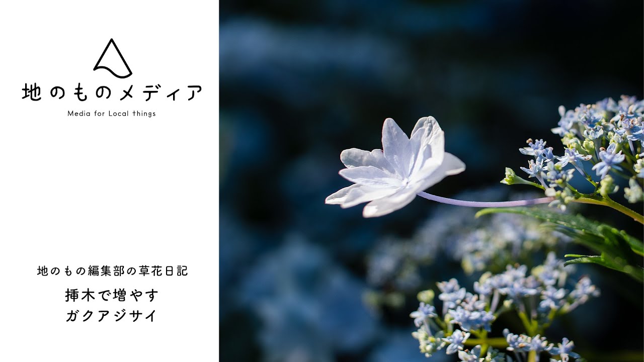 枝先を植えるだけ 挿し木で増やすガクアジサイ Youtube