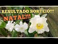 Orquidário Monte Negro - resultado sorteio de Natal de duas lindas orquídeas.