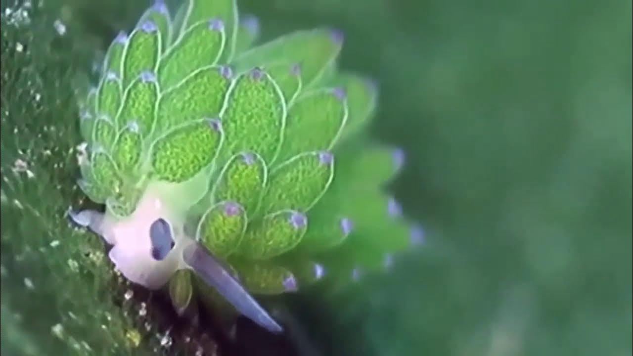 Leaf Sheep Adorable Sea Slug Eats So Much Algae It Can Photosynthesize