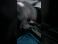 Dog Jumps Up