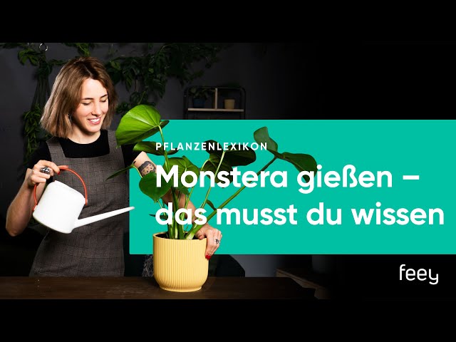 philodendron green lemon Lemon Lime Philodendron – Plant Detectives