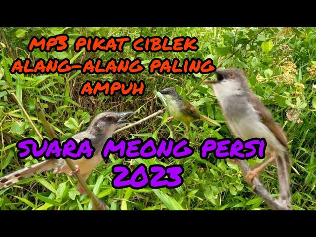 Suara pikat burung Ciblek meong#ciblek alang-alang paling ampuh #2023 class=